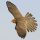 RiotFalcon